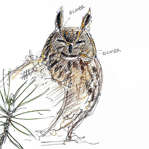 Eagle owl, ballpoint + colored pencil