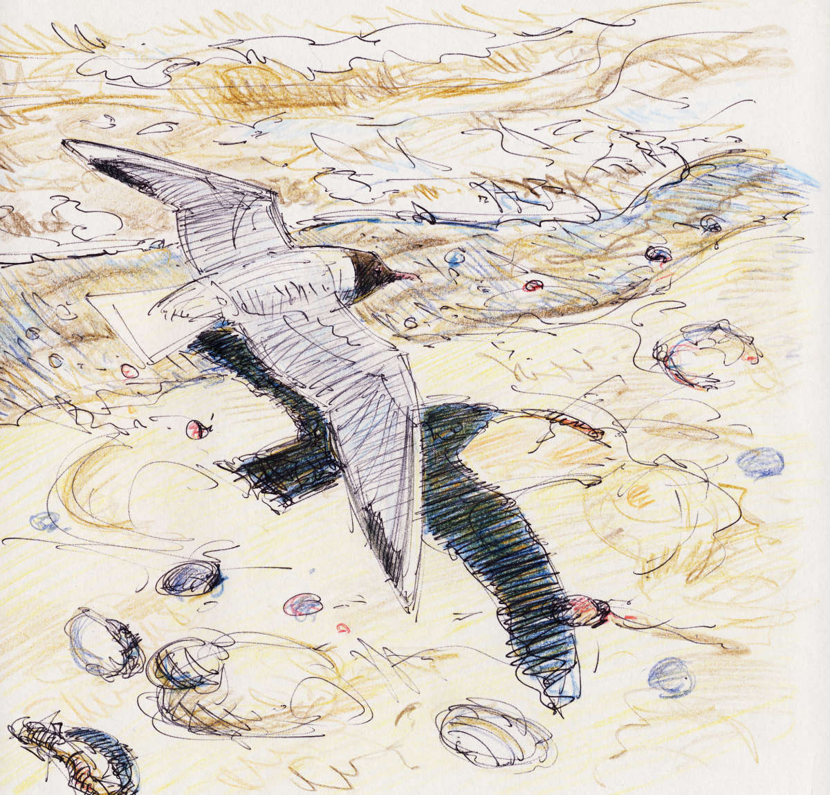 black-headed gull, ball point with colored pencil