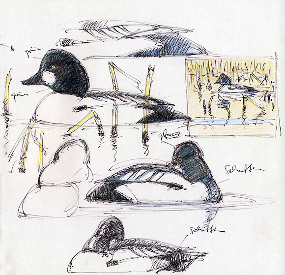 Schellenten, Kugelschreiber + Buntstift