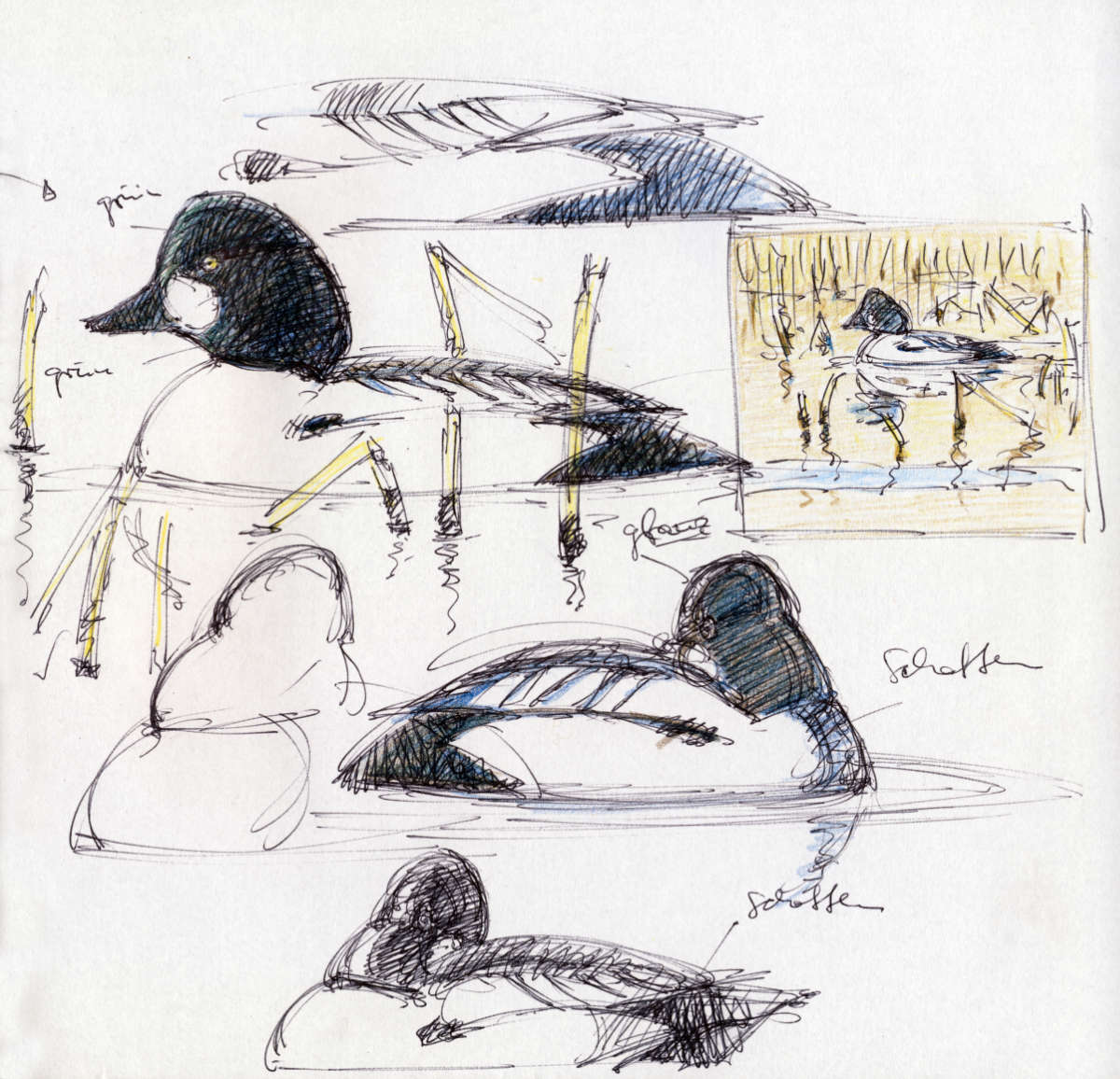 Schellenten, Kugelschreiber + Buntstift