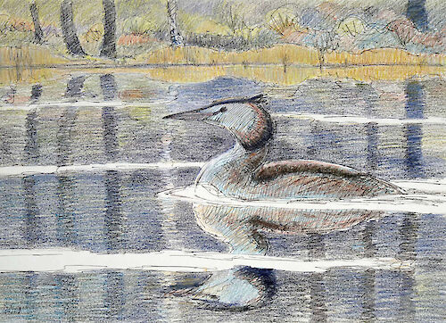 Haubentaucher, Kugelschreiber und Pastell