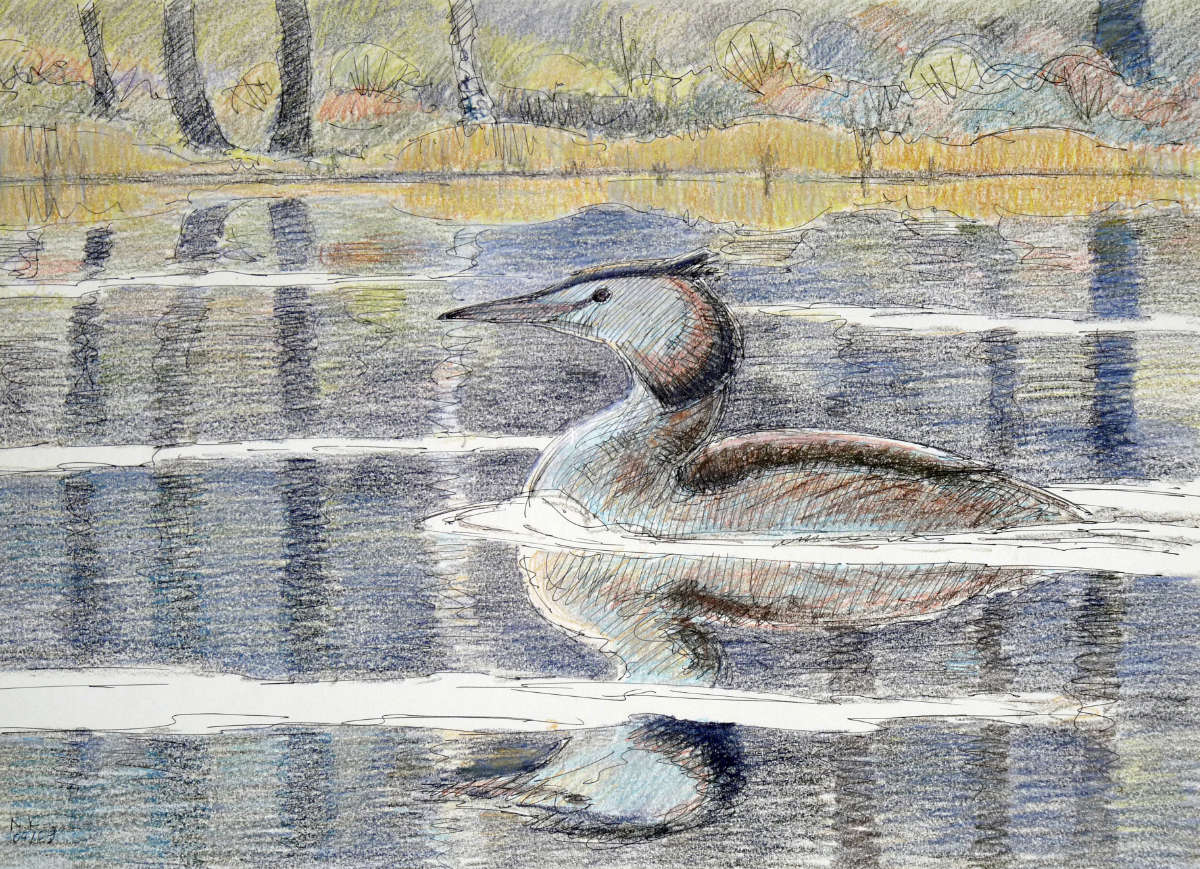 Haubentaucher, Kugelschreiber und Pastell