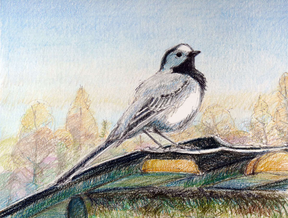 White wagtail, ballpoint and pastell