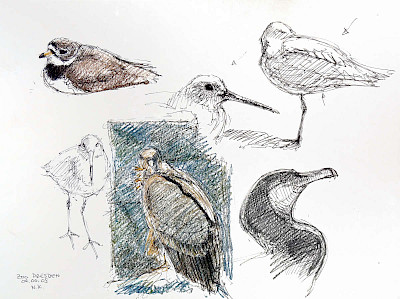 Sketches from the Zoo Dresden