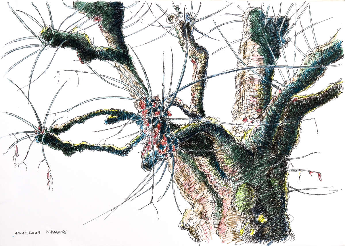 Boxelder maple, ink + colored pencil