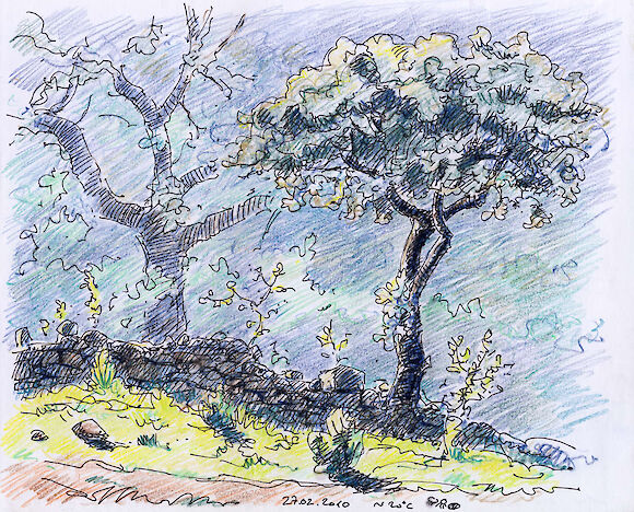 Trees and stone wall, ink and colored pencil