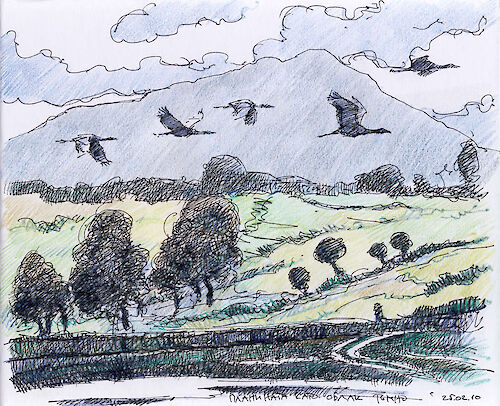 Cranes, ink and colored pencil