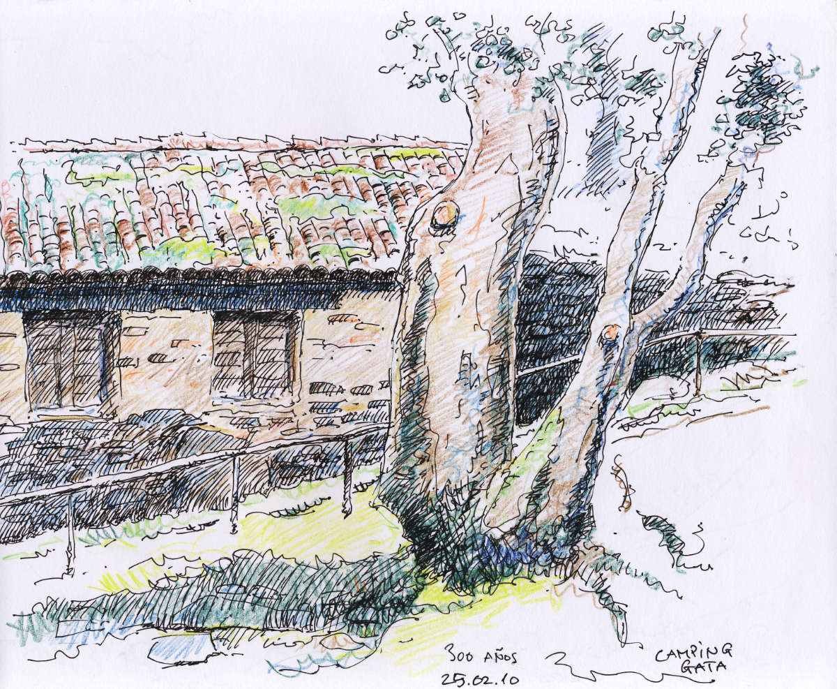 Alter Baum im Camping Gata, Tusche mit Bleistift