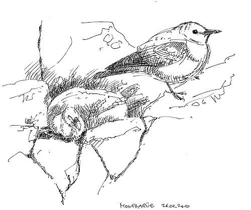 Griffon vulture and Blue rock trush, ink