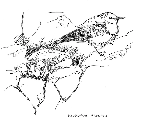Griffon vulture and Blue rock trush, ink