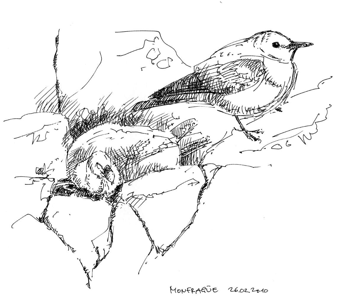 Griffon vulture and Blue rock trush, ink