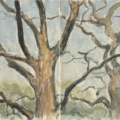 Oak trees in the Wuhlheide, Berlin