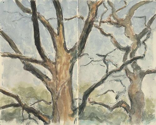Oak trees in the Wuhlheide, watercolor