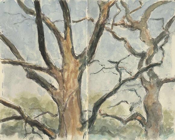 Oak trees in the Wuhlheide, watercolor