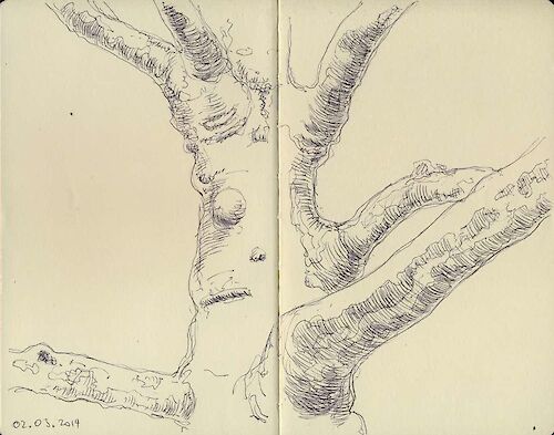 Maple trunk, ball point