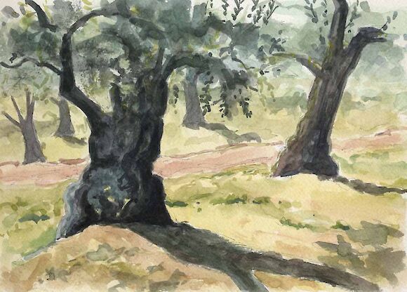 Olive grove, watercolor