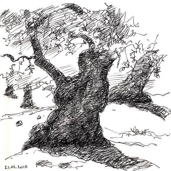 Olive tree, ink
