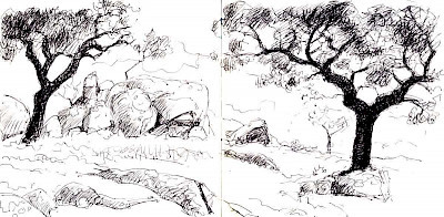 Holm oaks and rocks