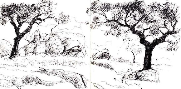Holm oaks and rocks, ink