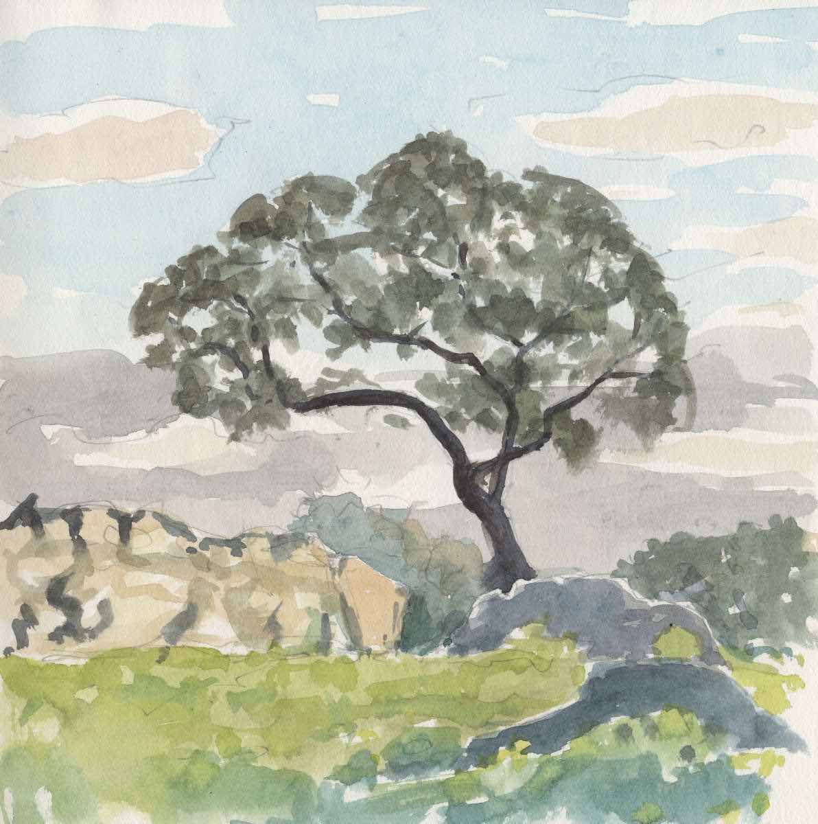 Holm oak, watercolor