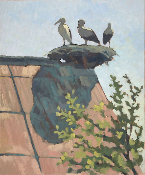 White storks