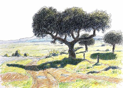 Quercus ilex, Dehesa