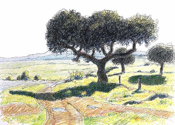 Quercus ilex, Dehesa