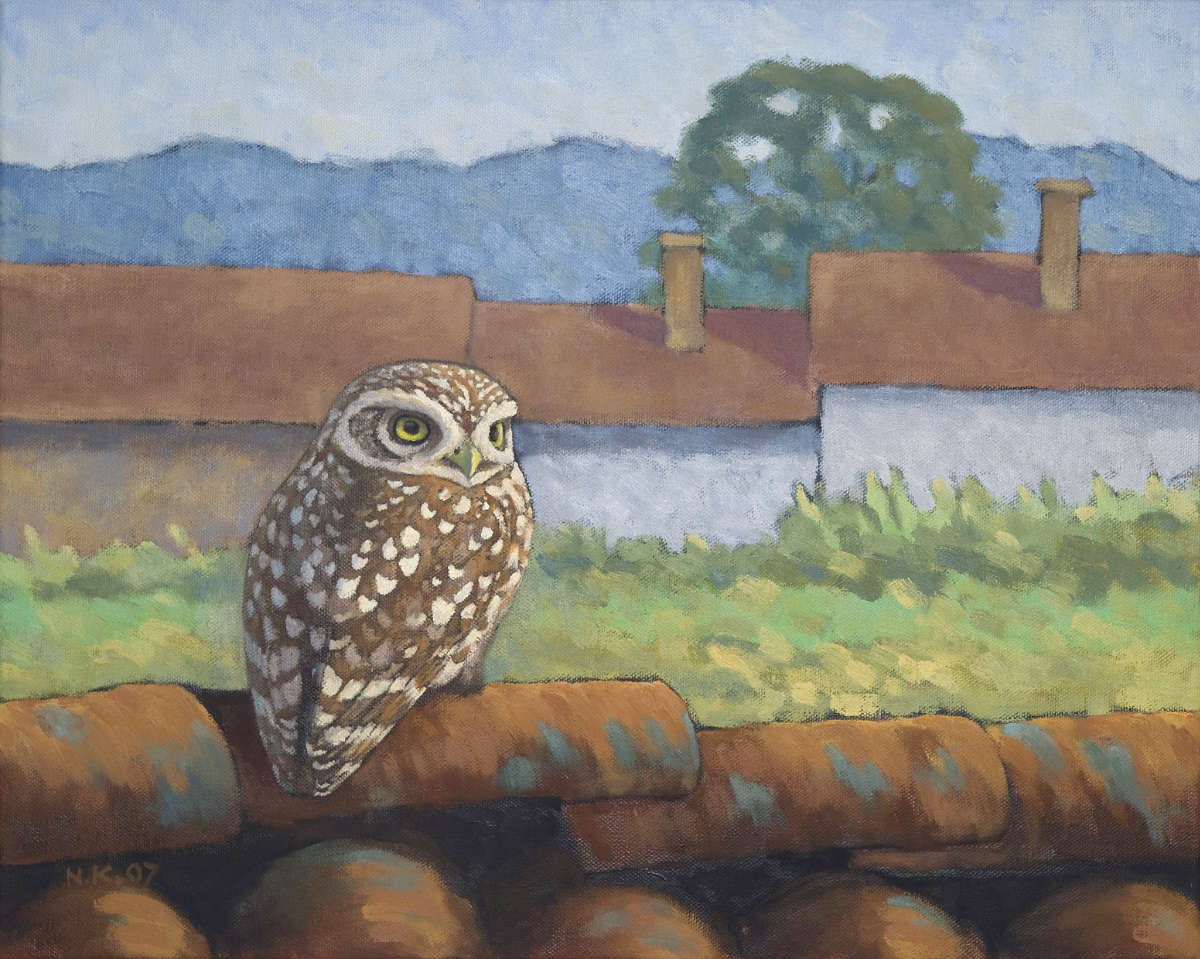 Steinkauz in Bulgarien