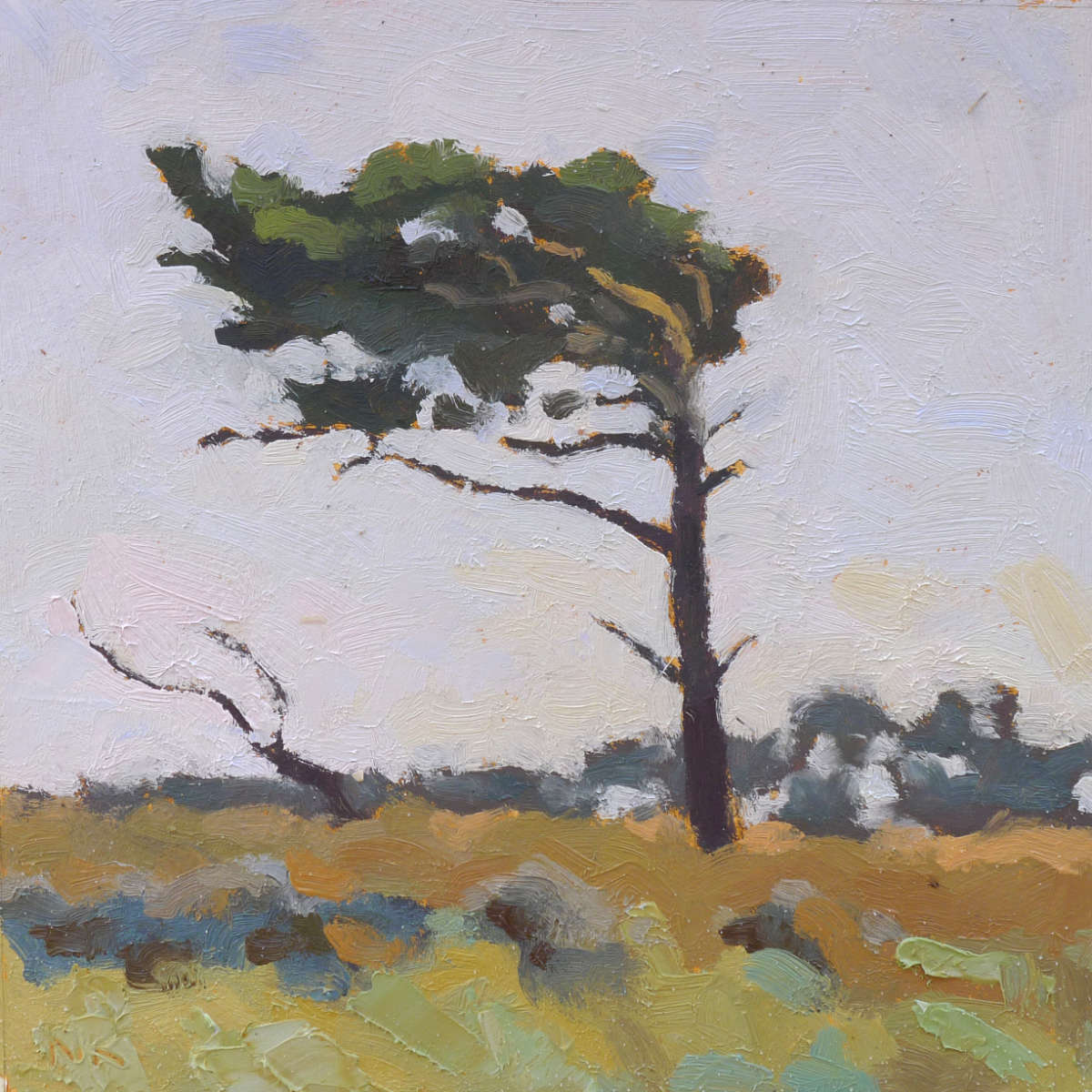 Kiefer am Weststrand