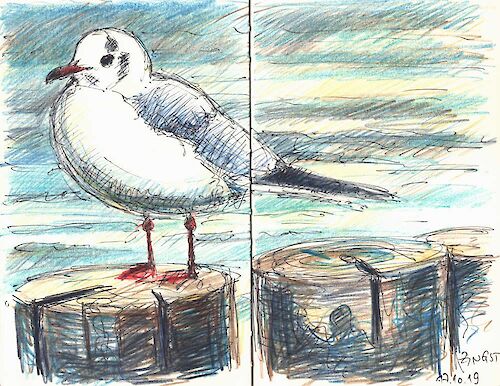 Black-headed gull, Prerow