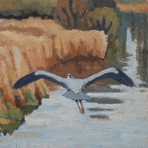 Grey heron